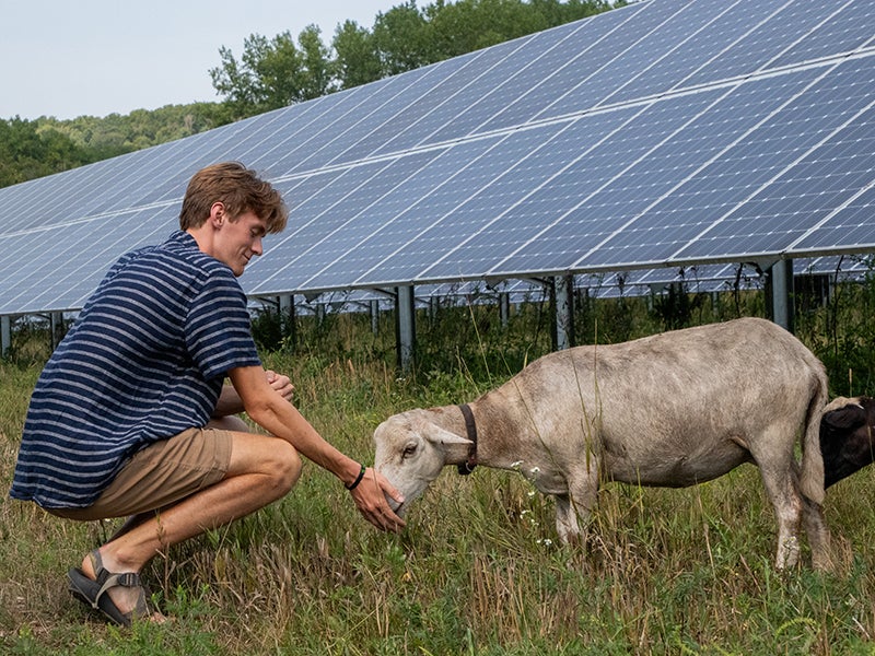 Student with a sheep next to solar panels.