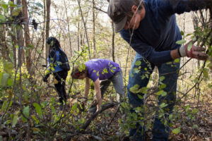 Luther students looking through the underbrush in a forest