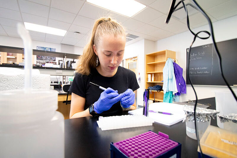A student examines c. elegans in a biology lab