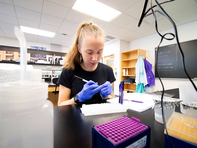 A student examines c. elegans in a biology lab