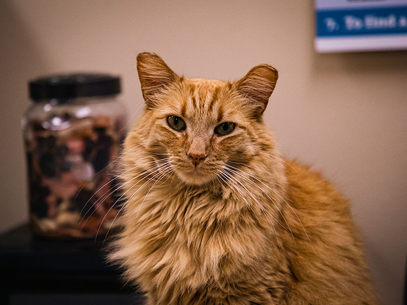 an long-haired, orange cat on a table looks toward the camera