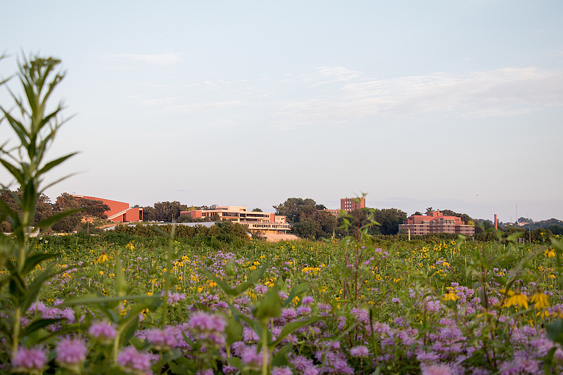 prairie in the foreground with purple and yellow flowers, campus buidings in the background