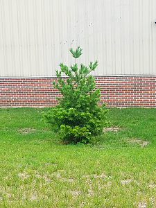 Storre Theatre White Pine