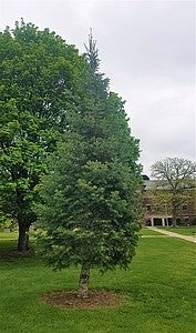 Olin Evergreen
