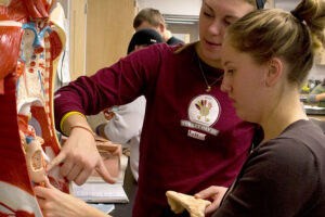 two Luther students using a physical model to student the human digestive tract