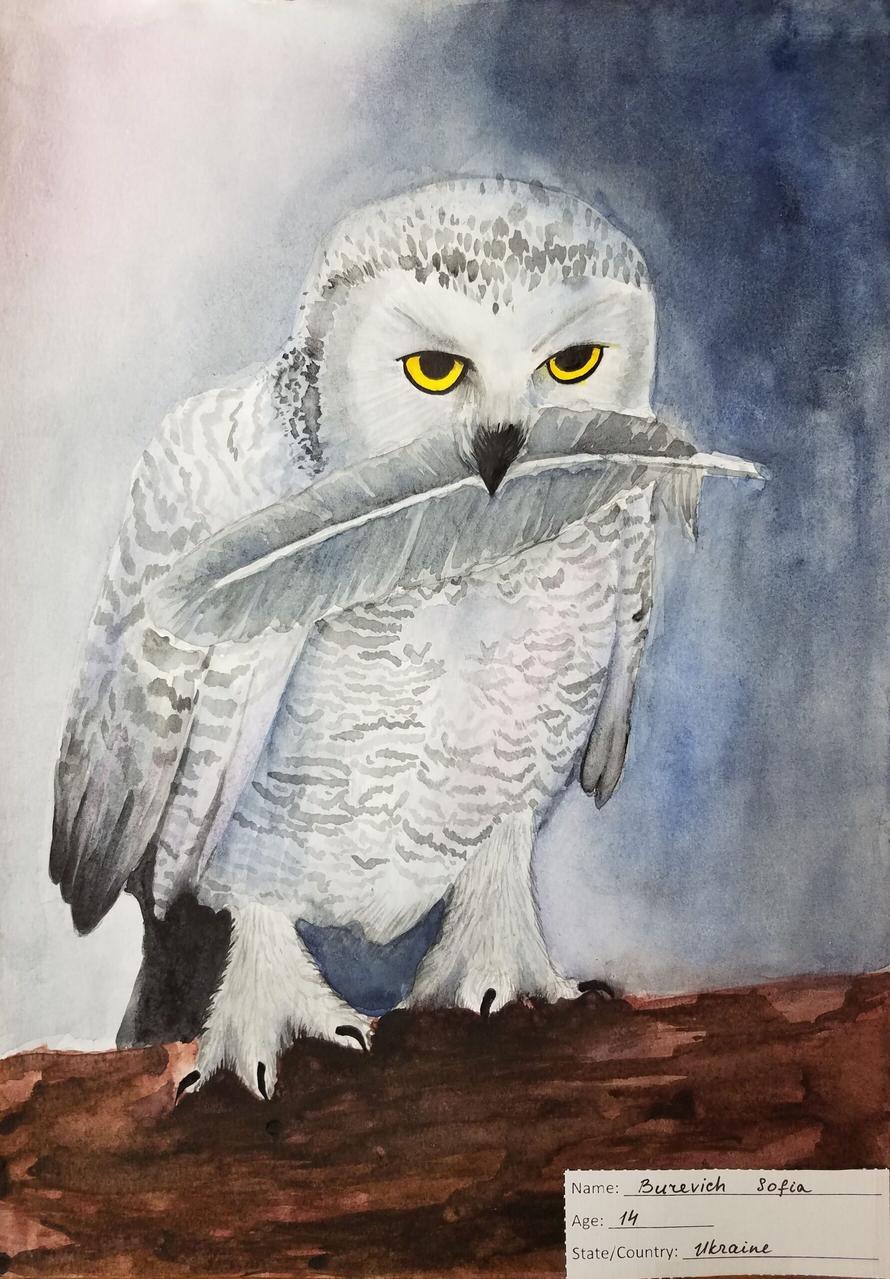 The Snowy Owl by Sofia Burevich
