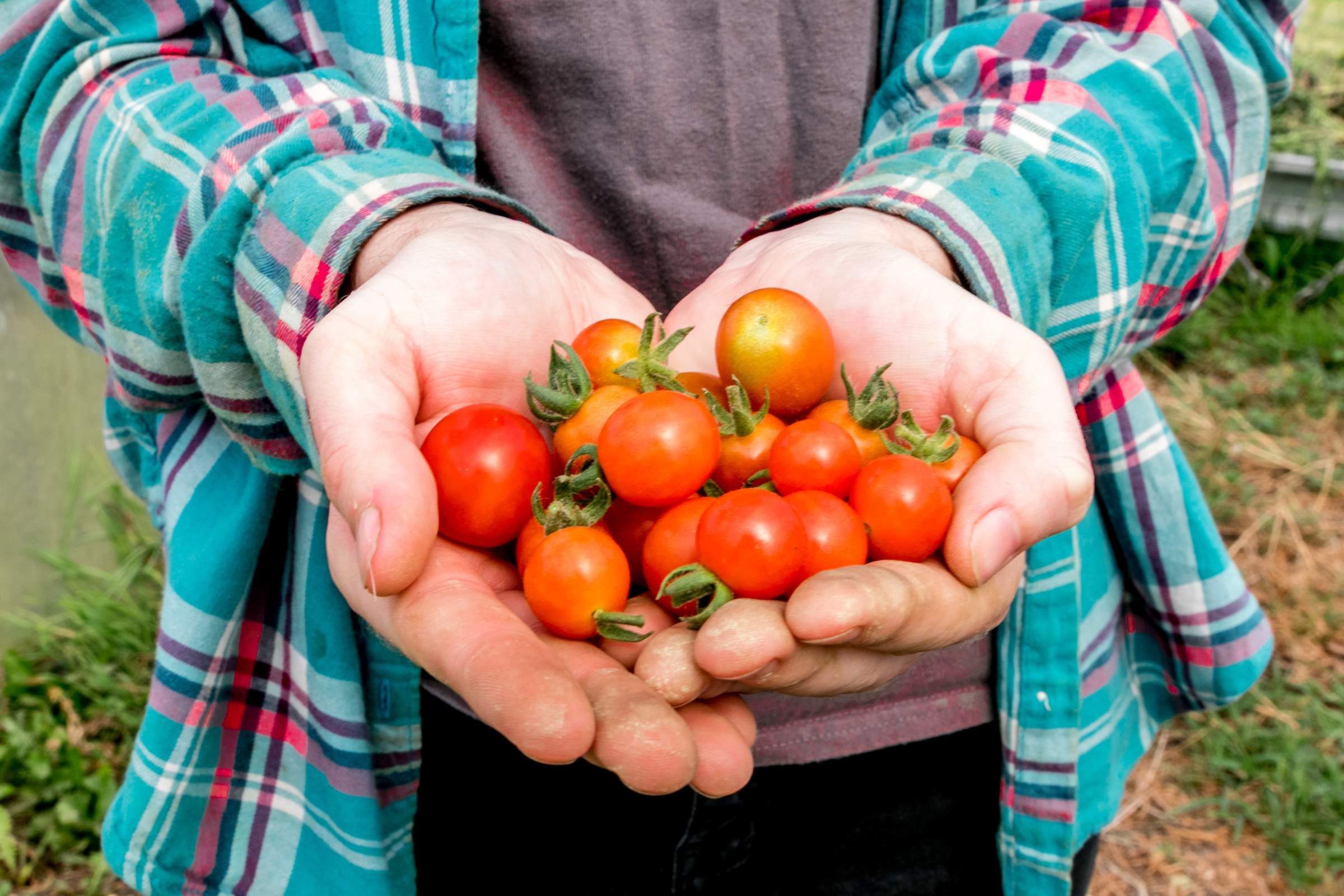 Student holding handful of tomatoes