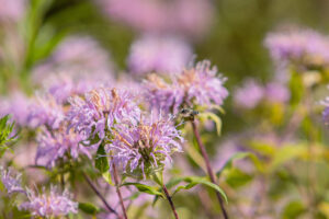 Purple flowers with bees on them