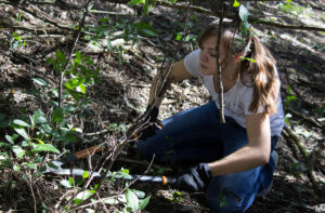Luther College student removing invasive buckthorn plants.