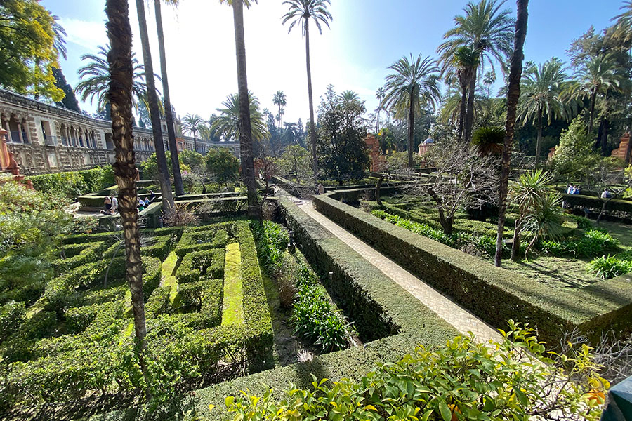 Hedge garden with palm trees