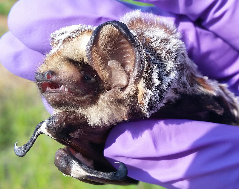 Hoary Bat