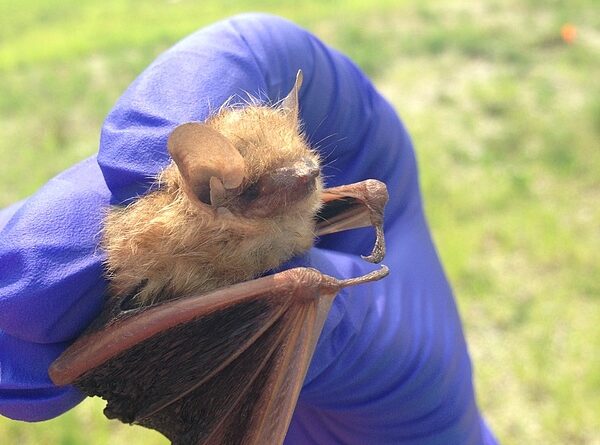 Tri-colored Bat