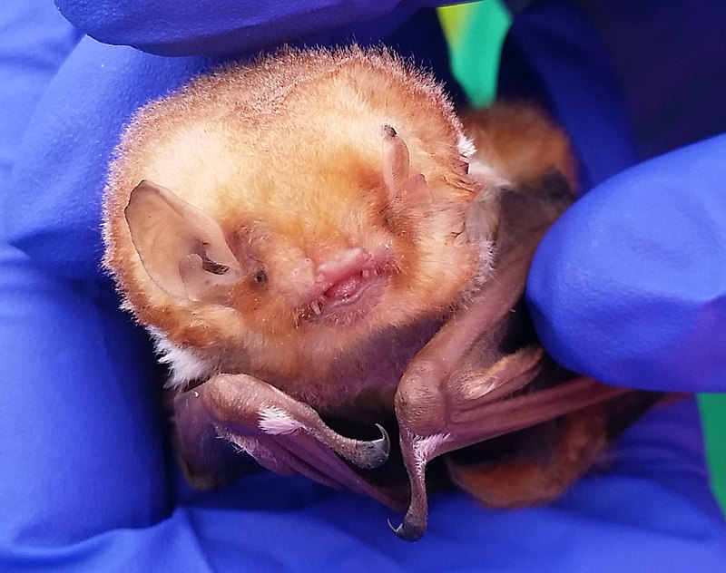 Eastern Red Bat