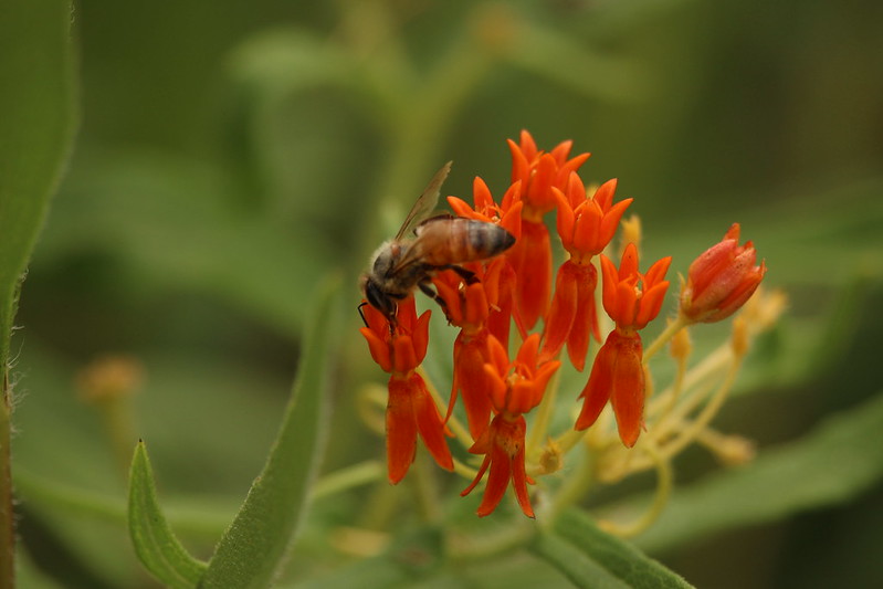 Luther Entomology - Red Flower