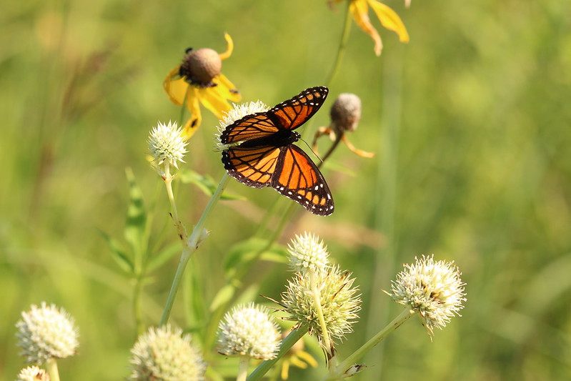 Luther Entomology - Butterfly