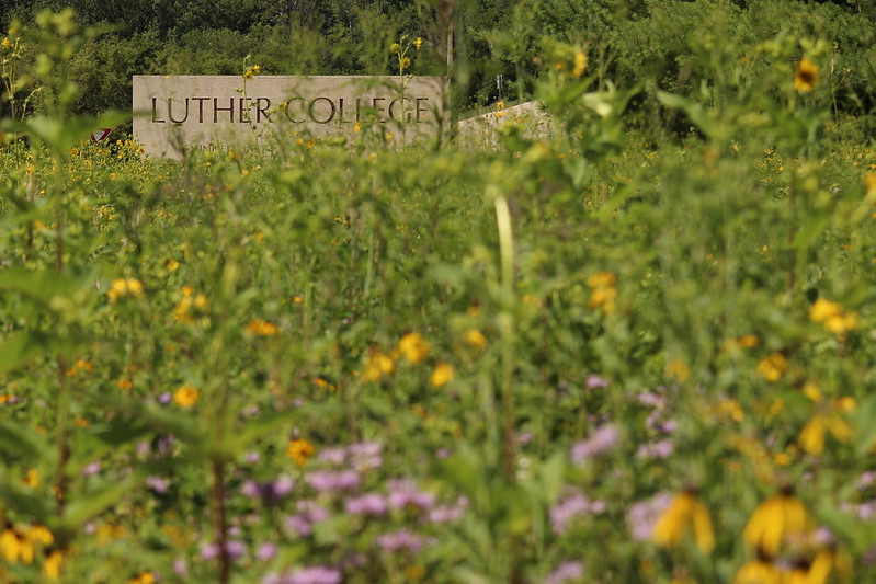 Luther Entomology - Flowers