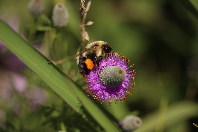 Luther Entomology, purple flower and butterfly
