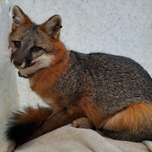 Gray fox on a white blanket. 