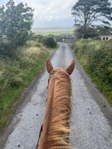 Picture taken from atop a horse