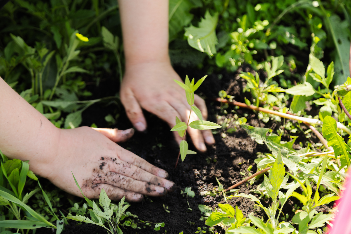 A close-up of two hands planting in a prairie