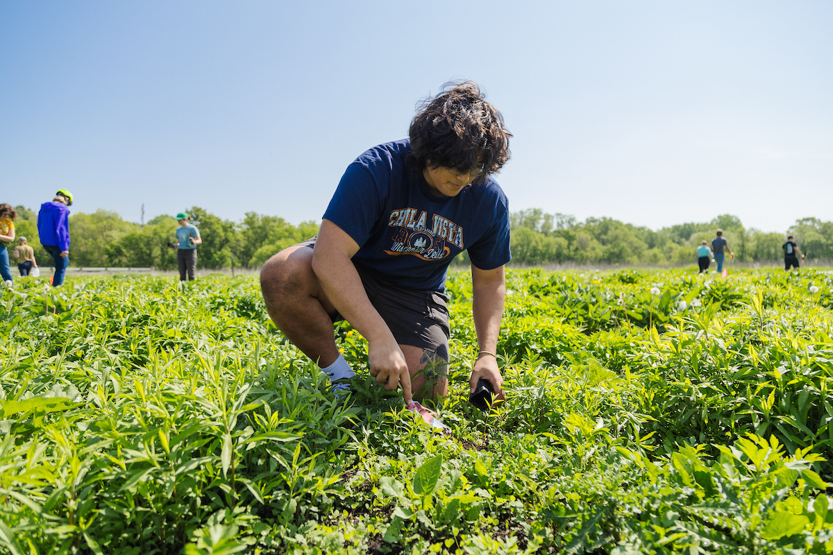 A young person in a navy t-shirt kneels in a prairie planting.