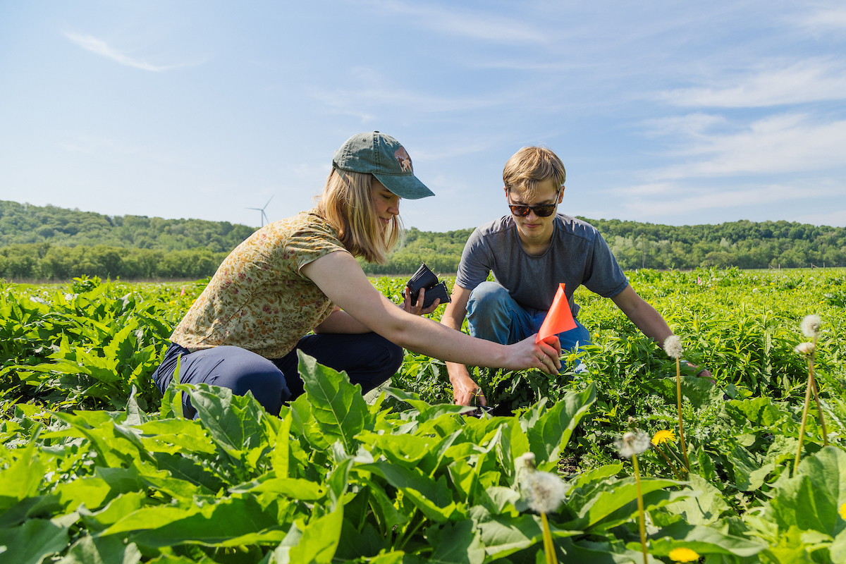 Two young people on a sunny day kneeling to plan native species in a prairie.