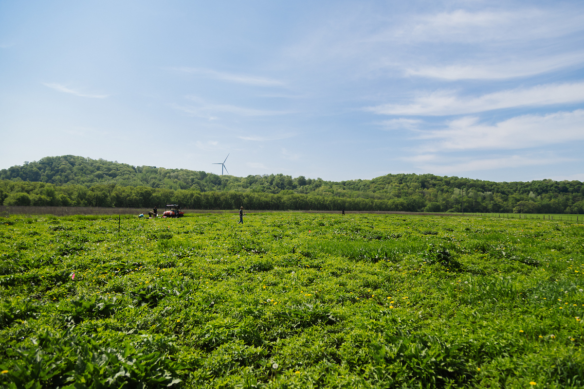 An image of green prairie on a sunny day.