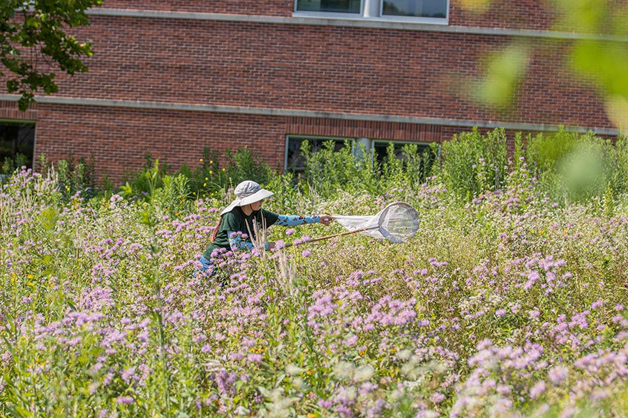 a student in a hat catches bees with a net in a flowering prairie