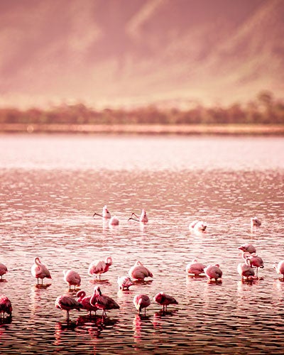 A body of water with a flock of flamingoes in the foreground and a line of trees in the distant background. The entire scene has a pink tint to it.