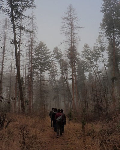 A gray, misty ponderosa pine forest with a line of people, as seen from the back, hiking through it