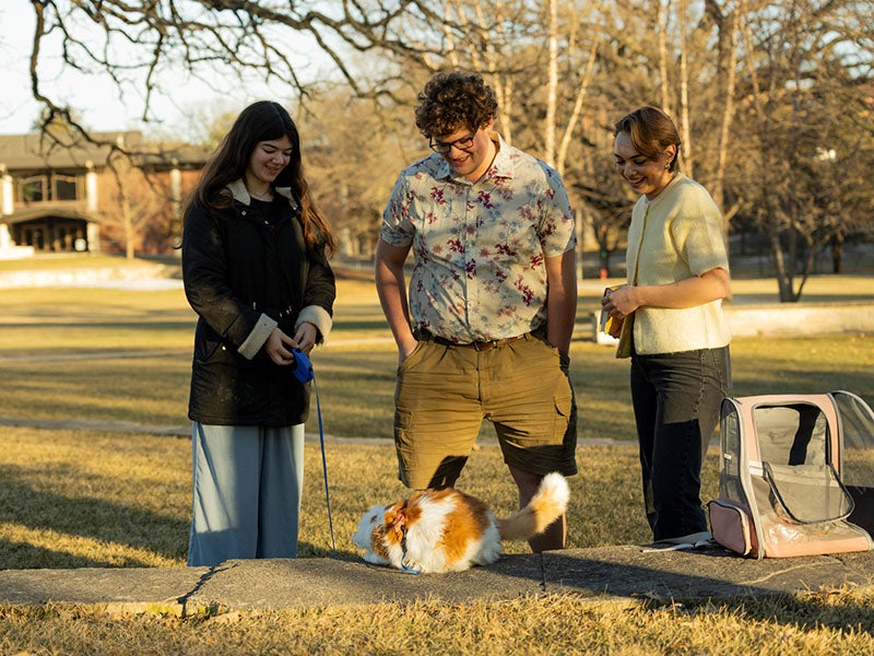 Three students looking at a cat, which is on a leash for a walk on campus.
