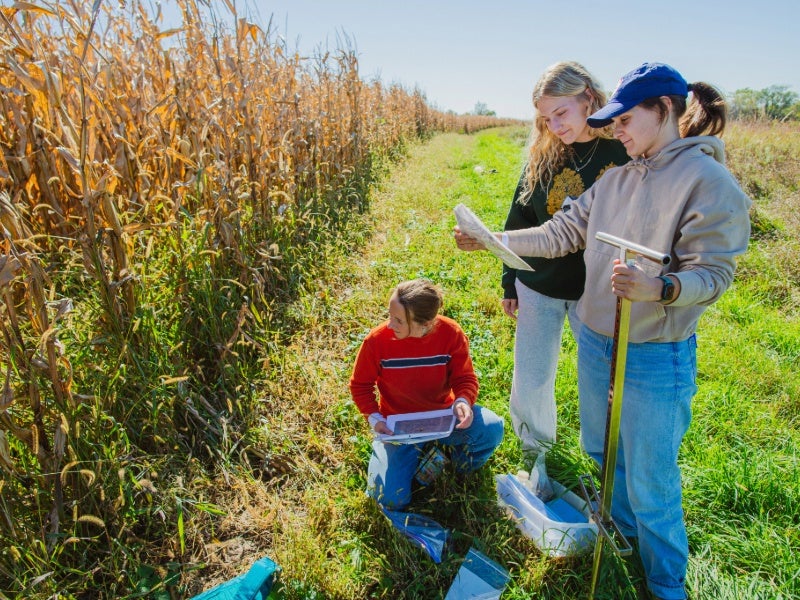 Three students collect data next to a cornfield.