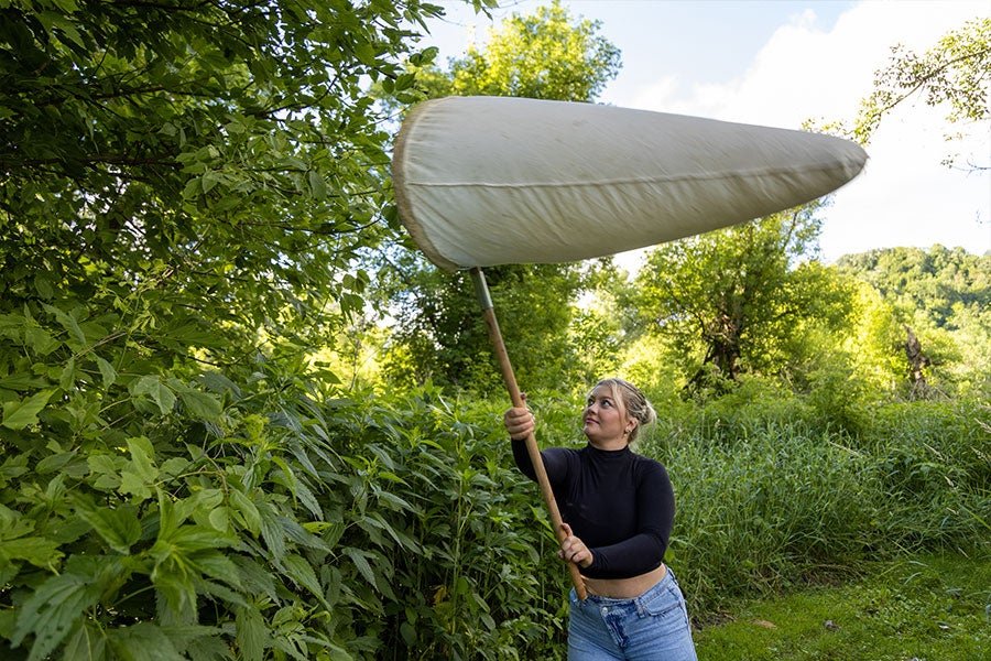 A woman swings an insect net into foliage above her